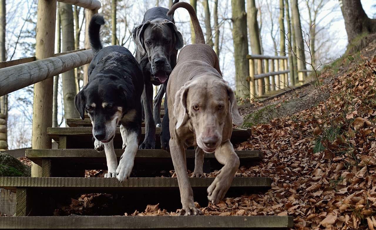 three dogs run down steps through autumn leaves