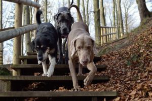 three dogs run down steps through autumn leaves